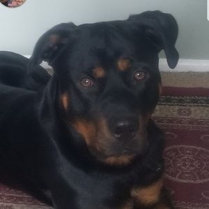 Meet your Posher, Joy